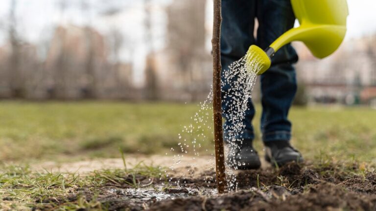 Lawn Seeding Service