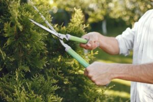 Lawn Weed Control