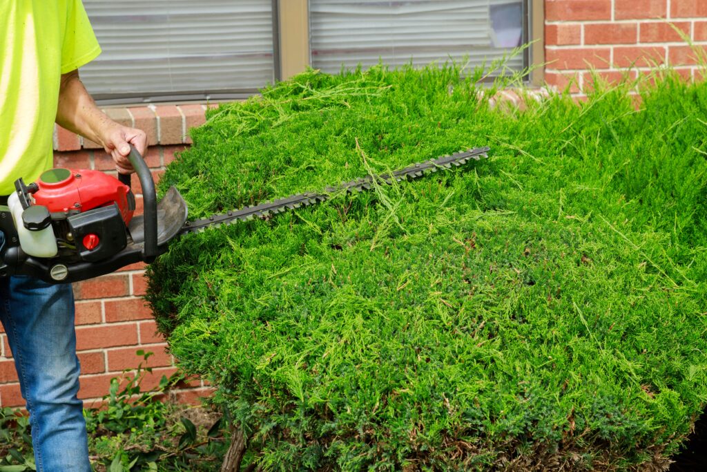 bush and shrub trimming