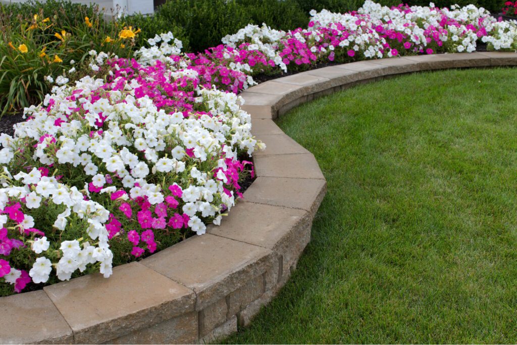 Pink and White Petunias