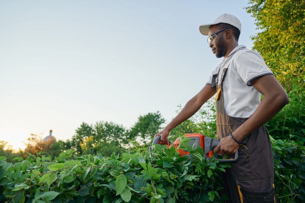 Concentrated Male Gardener Cutting Bushes With Patrol Hedge Trimmer In Garden.