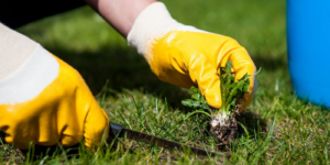 Organic Spring Lawn Care