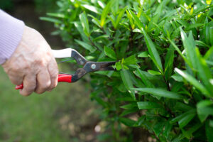 Bush And Shrub Trimming