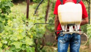 Pest Control Services