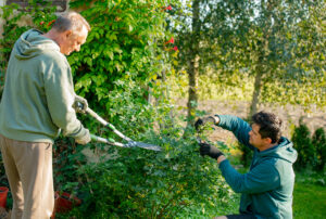 Trimming Bushes