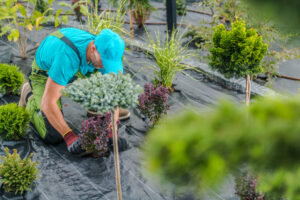 Bed Weeding Services