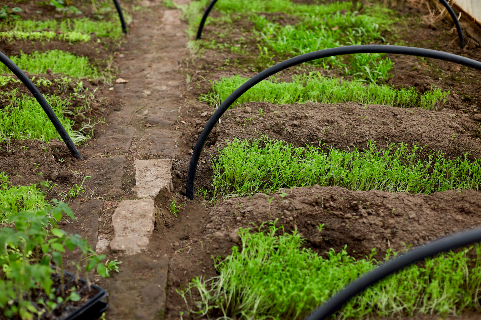 Drip Irrigation System services