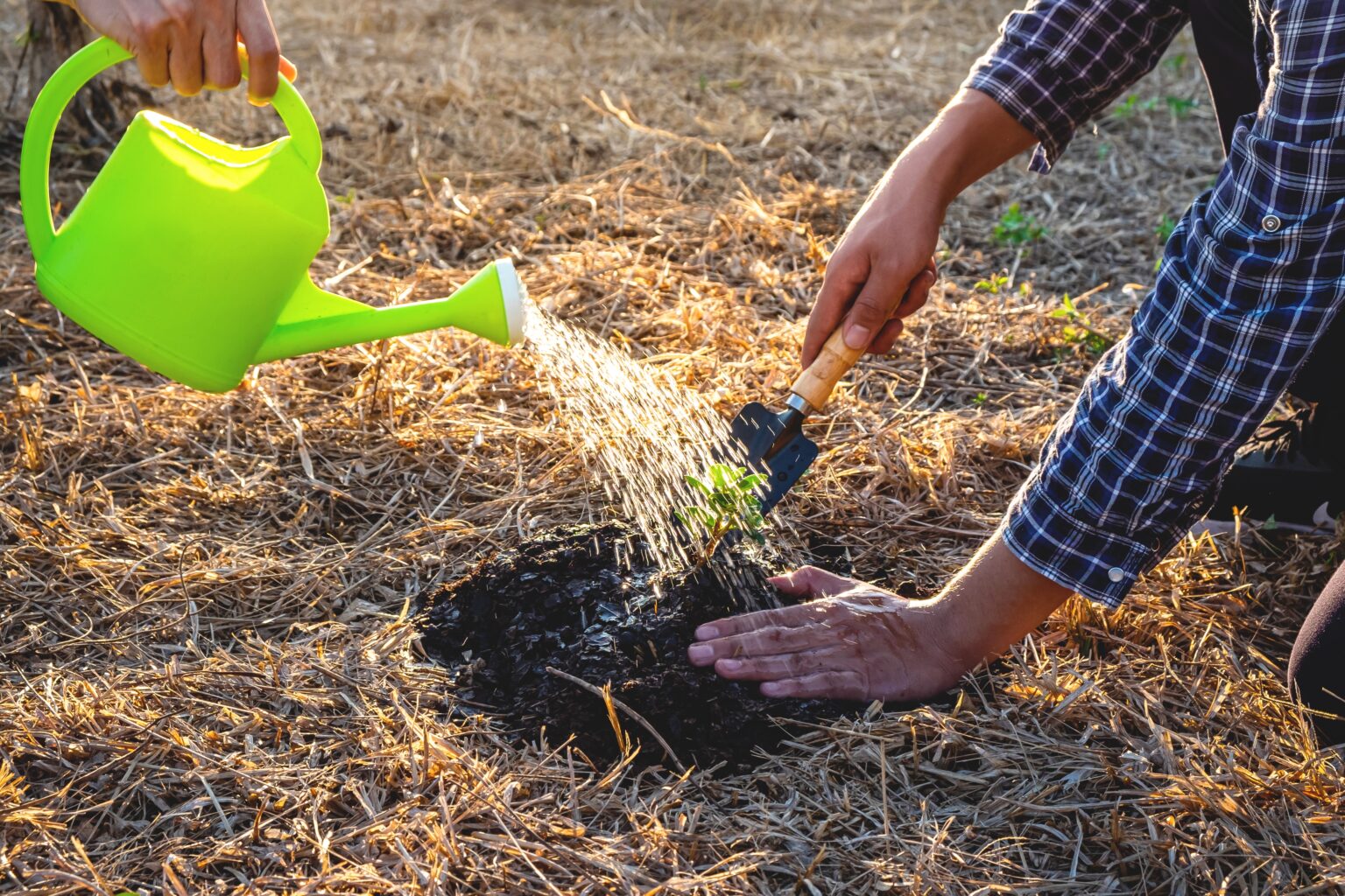 Lawn Seeding