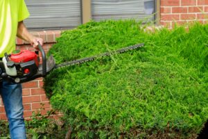 bush and shrub trimming