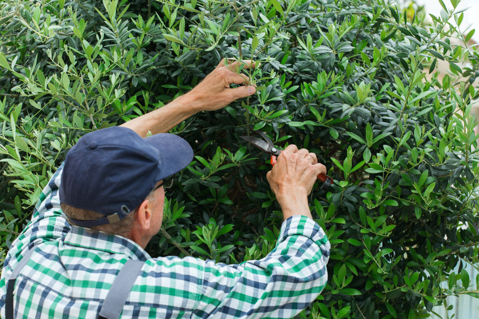 bush and shrub trimming