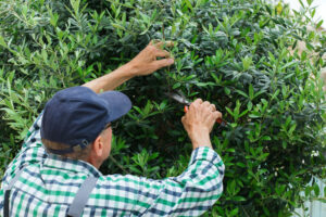 bush and shrub trimming