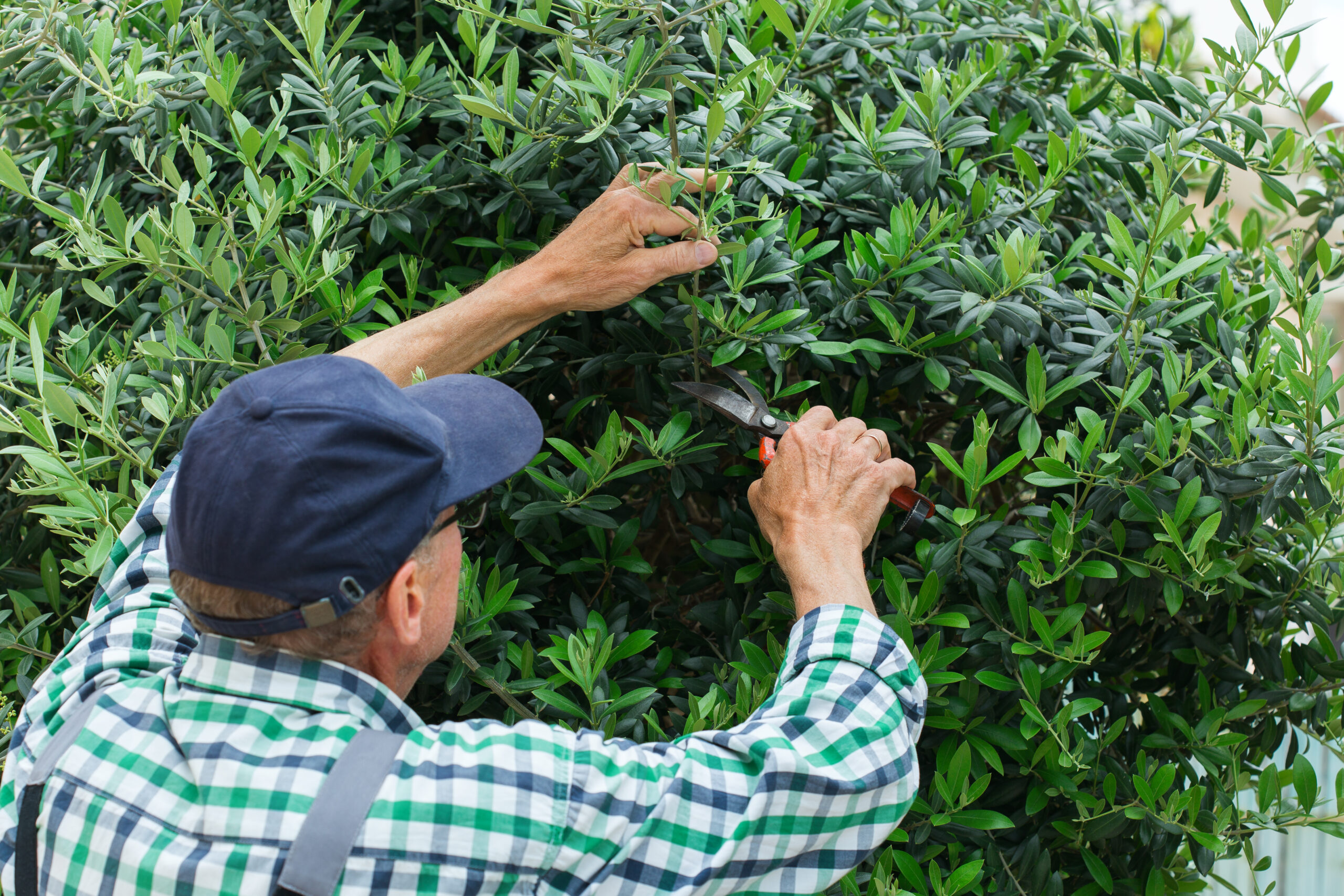 bush and shrub trimming
