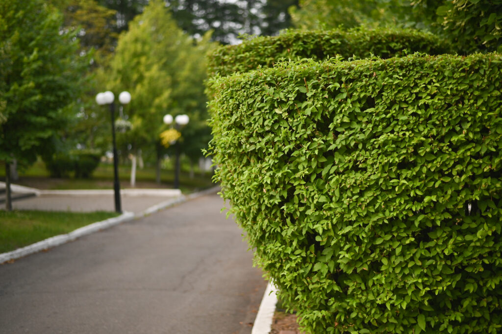 Shrub Pruning