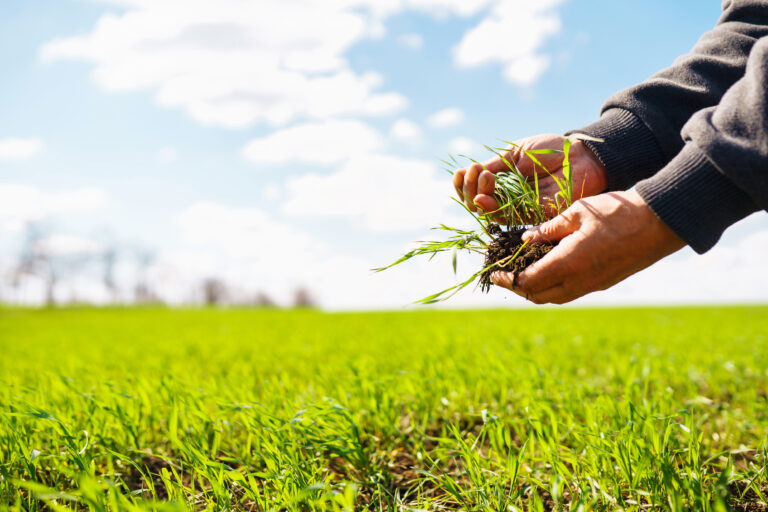 Lawn care services