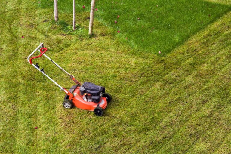 Yard Renovation