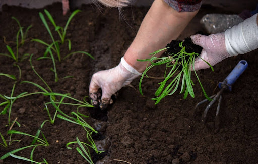 Weeding Flower Beds
