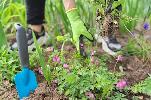 Bed Weeding