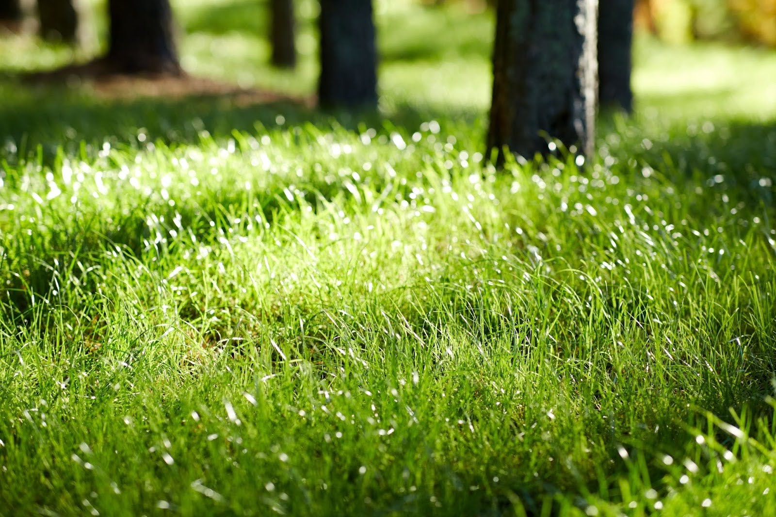 Winterizer Fertilizer | Winter Lawn Fertilizer | MW Lawn & Landscape