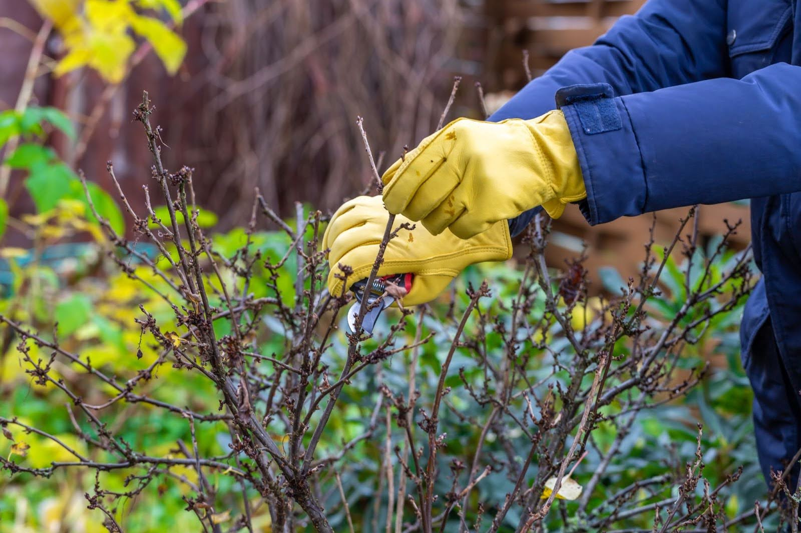 Bush and Shrub Trimming