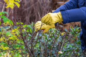 Shrub Pruning