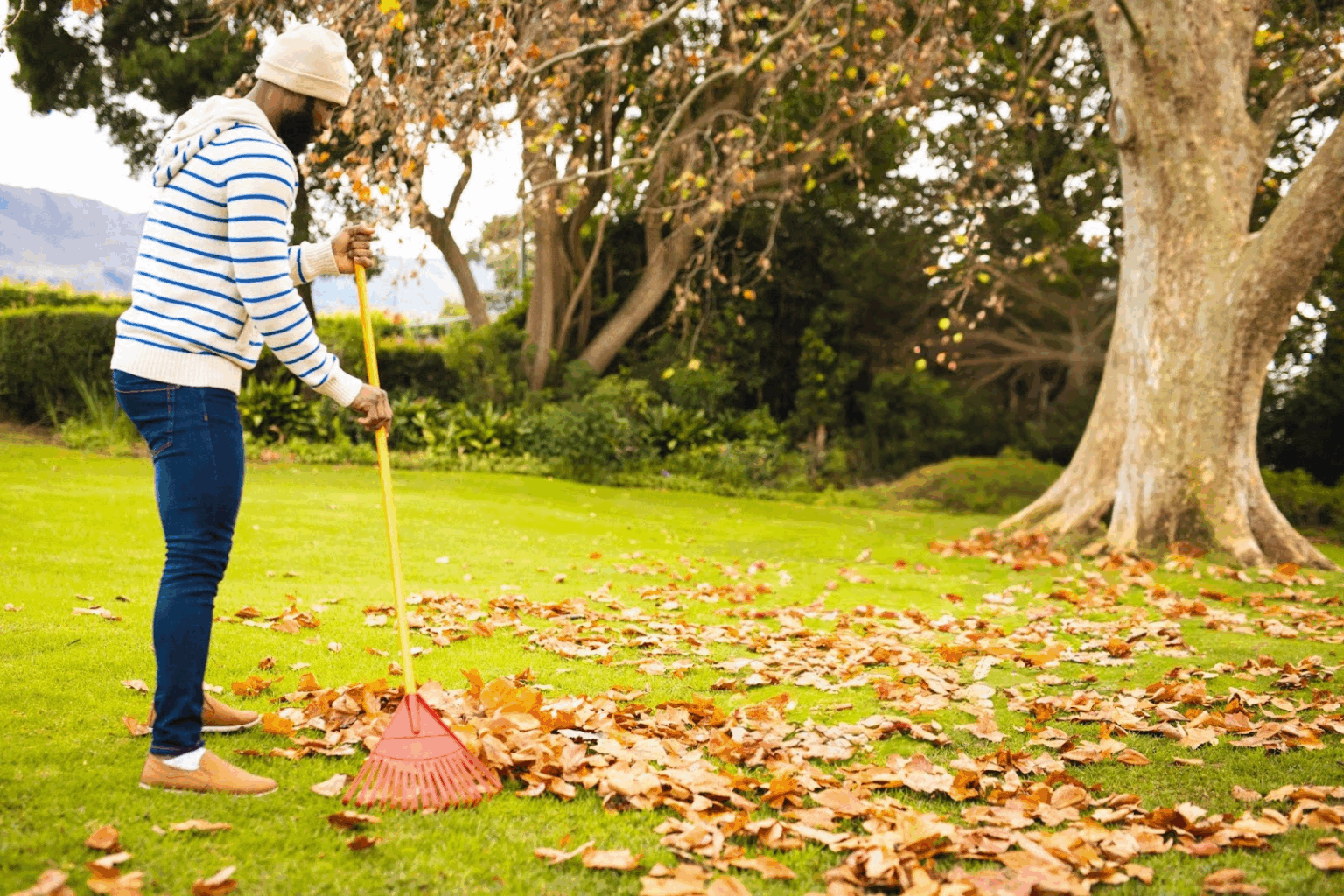 Lawn Care Leaf Removal