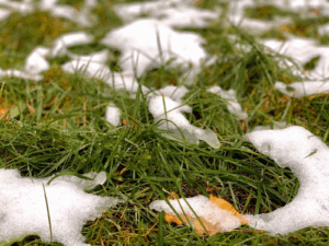 Best Fertilizer For Winterizing Lawn