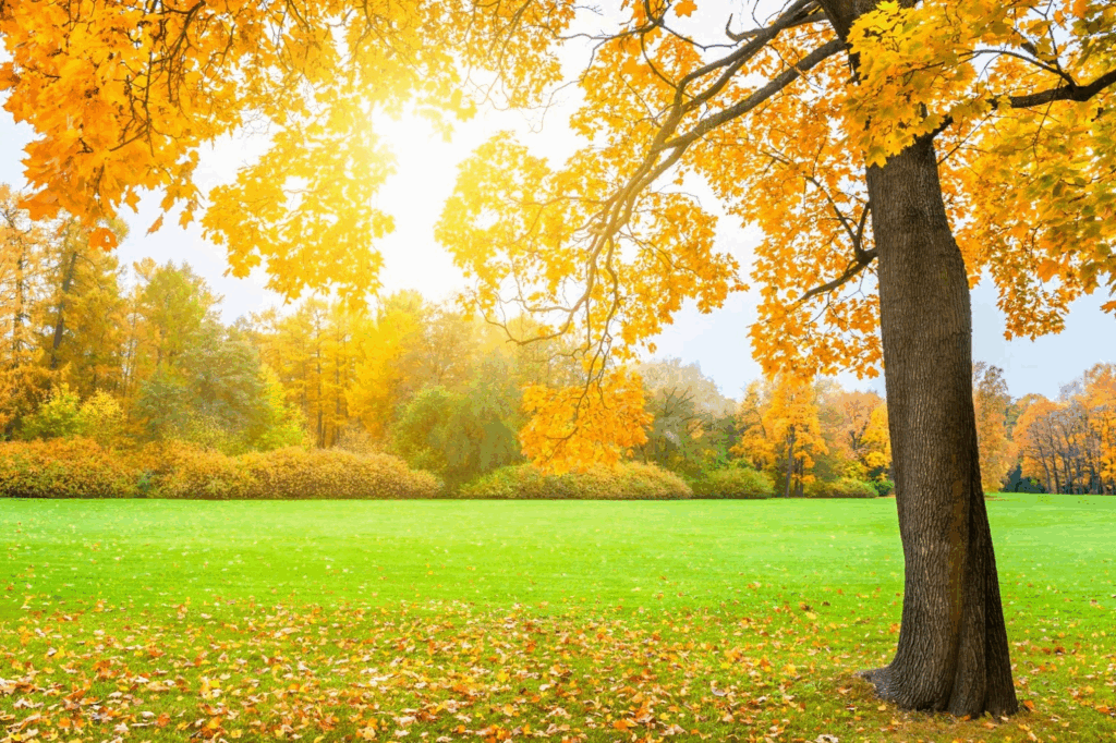 Fall Aeration and Seeding