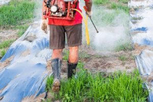 Lawn Fungicide Treatment
