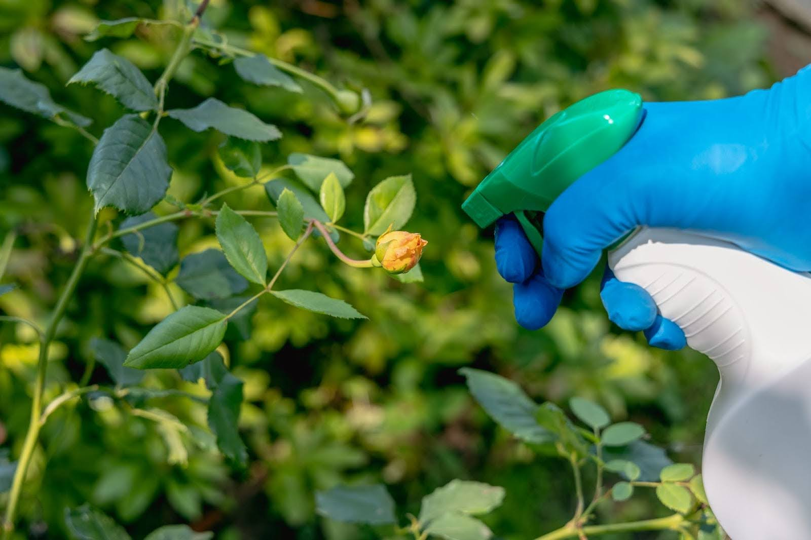 Weed And Pest Prevention