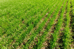 Aeration And Seeding