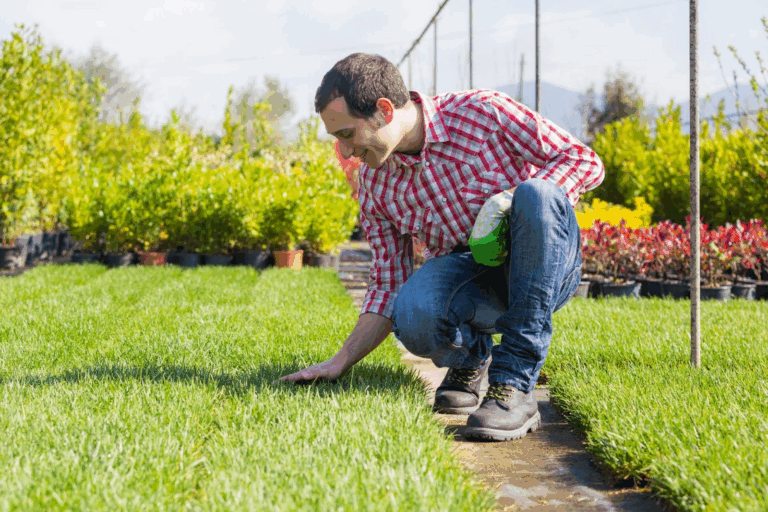 Lawn Care Aeration And Seeding