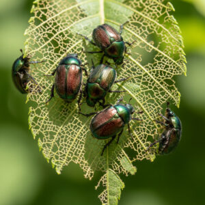 japanese-beetle-treatment-johnson-county