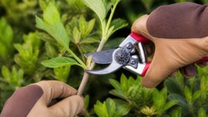 Making a proper pruning cut on a shrub in Olathe, KS