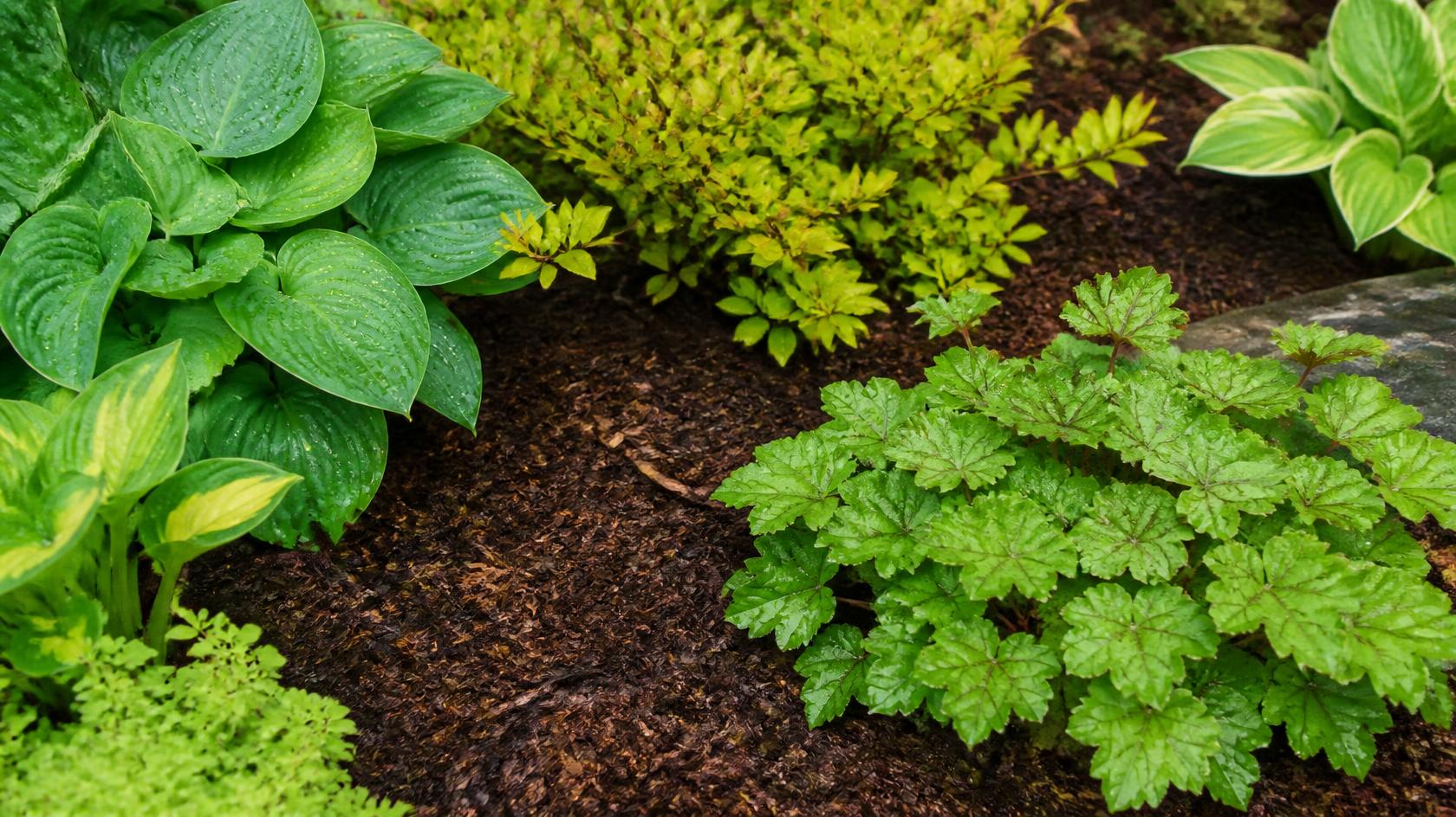 mulch-planting-bed-plant-health