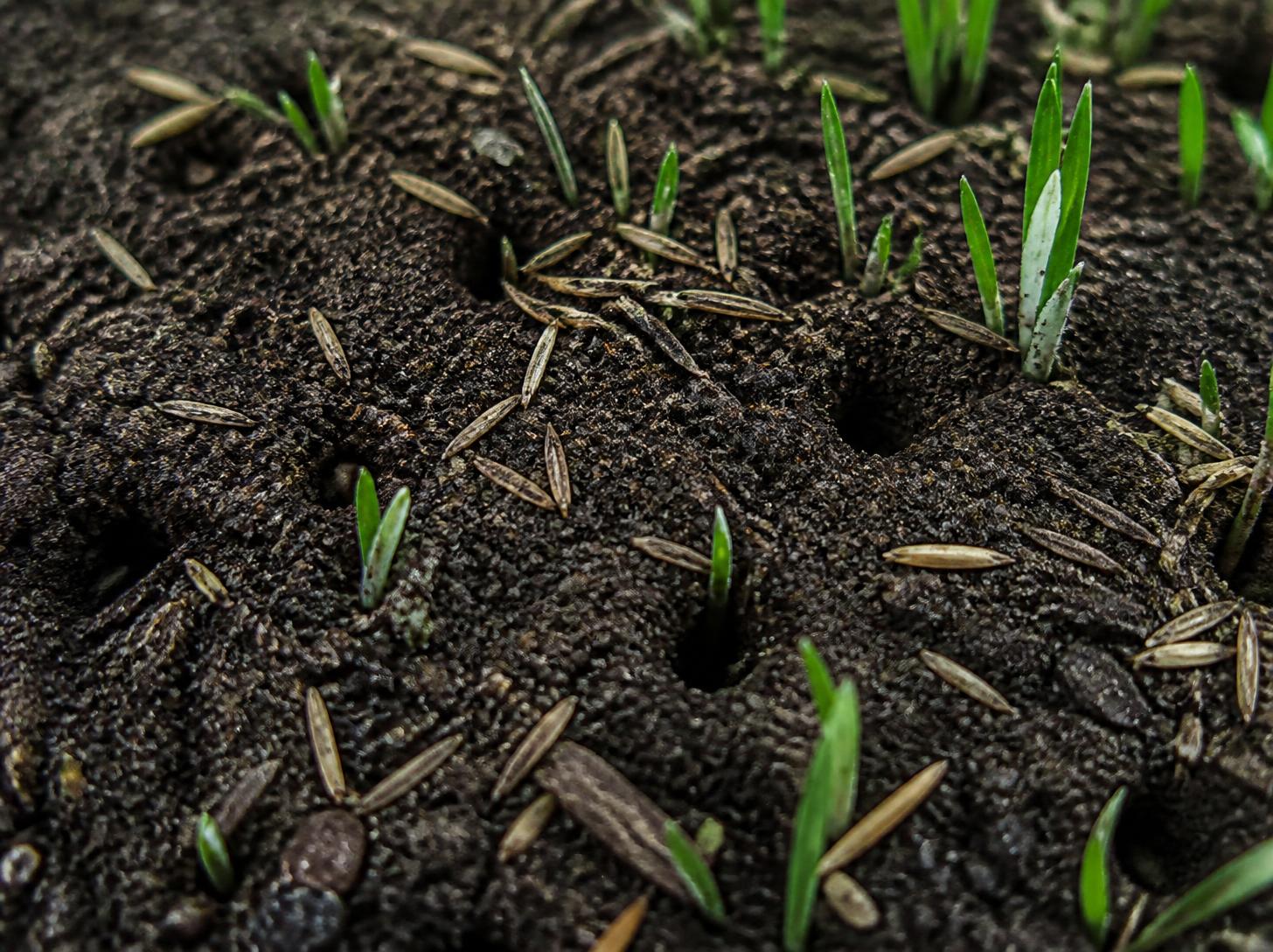 seed-to-soil-contact-overseeding