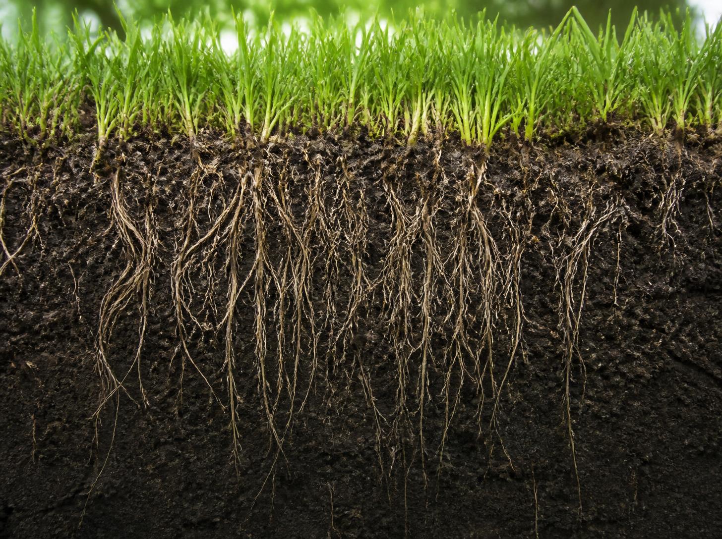 fall-fertilizer-deep-roots-grass