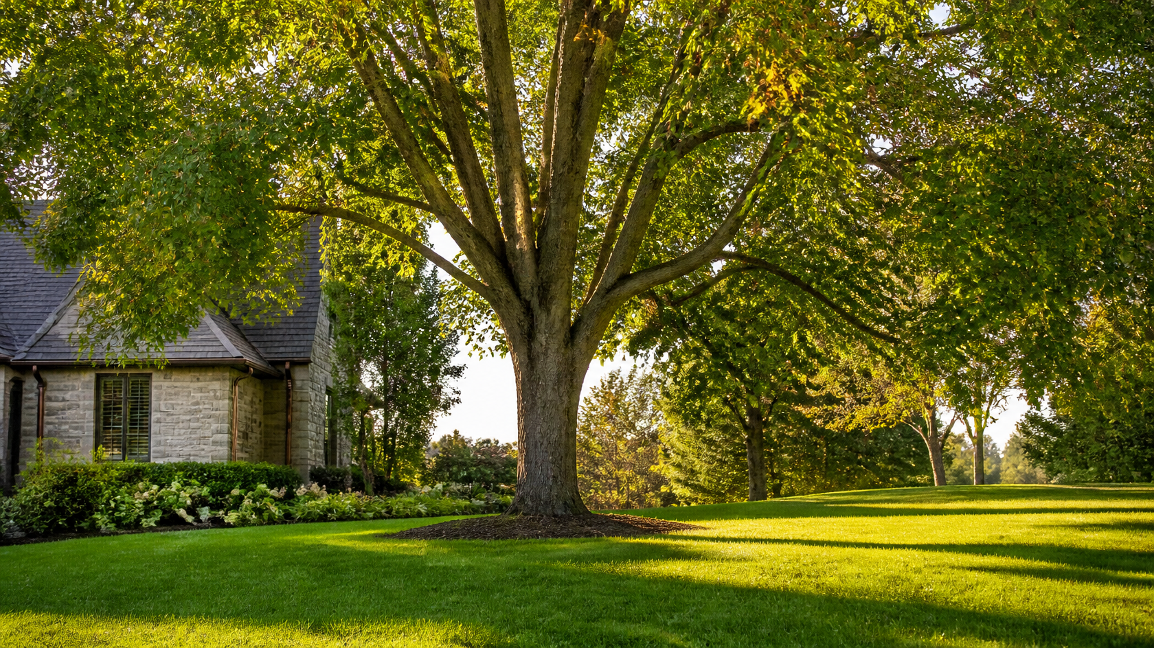 Healthy mature shade tree benefiting from deep-root fertilization in a Kansas City yard