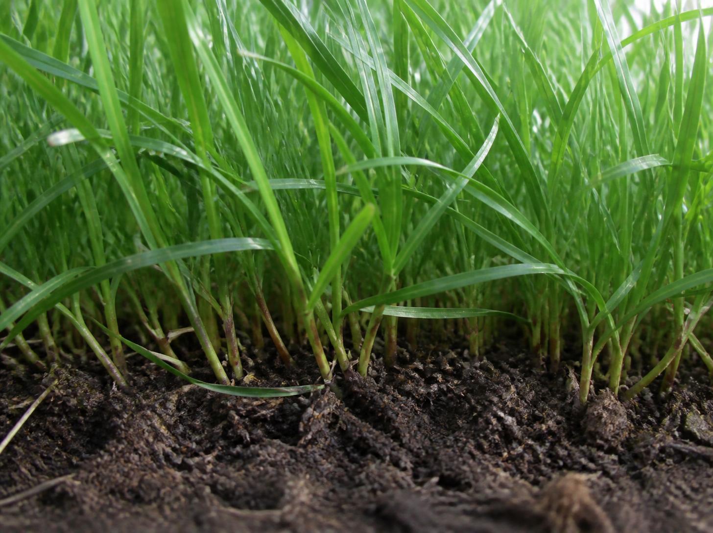 Thick weed-free lawn from a fertilization and weed control program in Johnson County