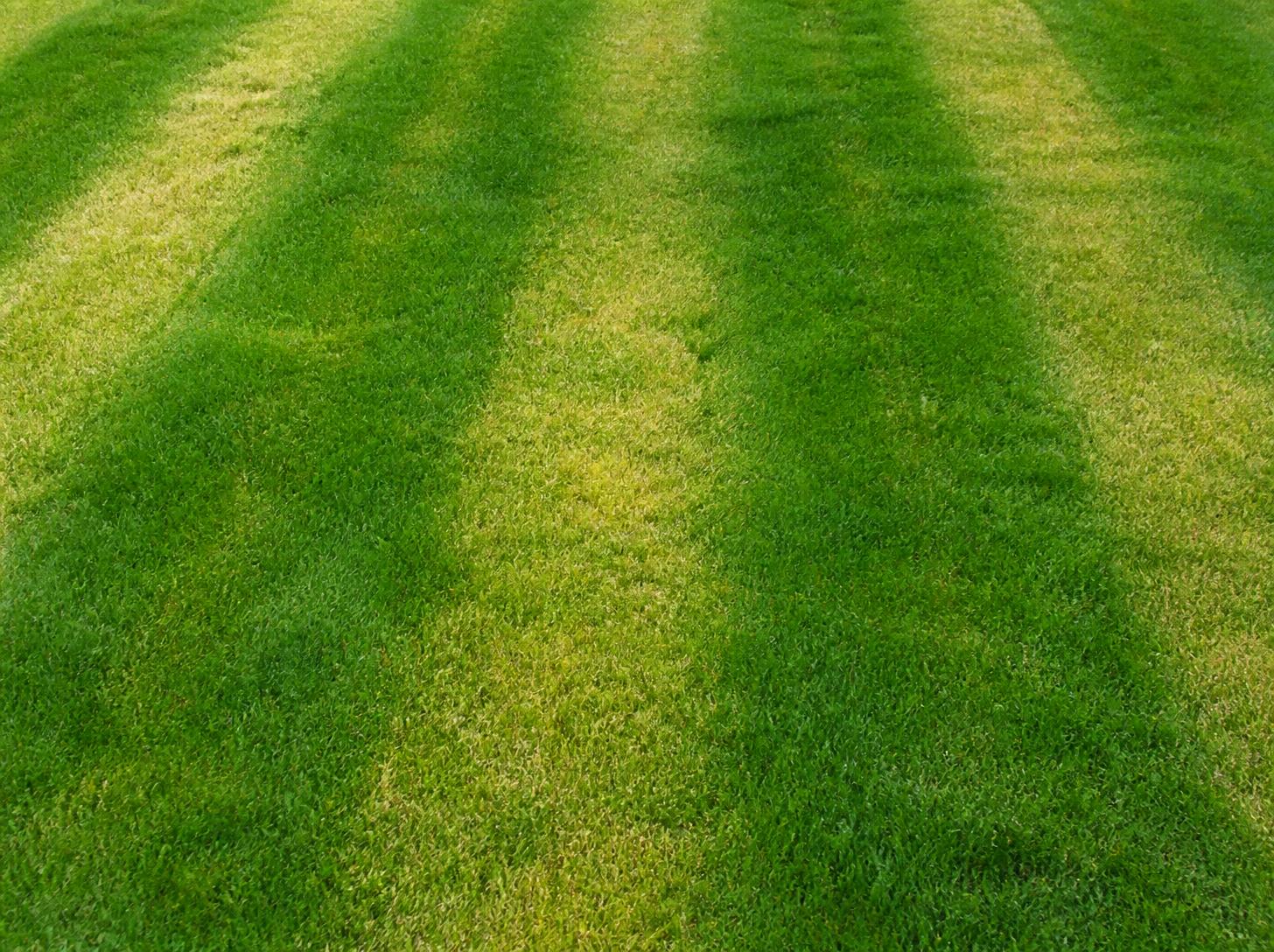 fertilizer-striping-diy-mistake